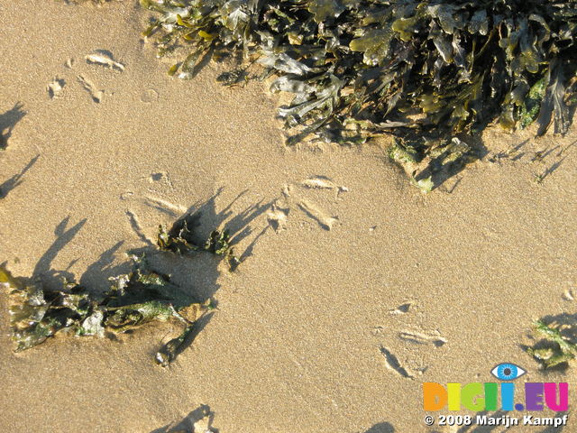 JT00013 Bird tracks between seaweed